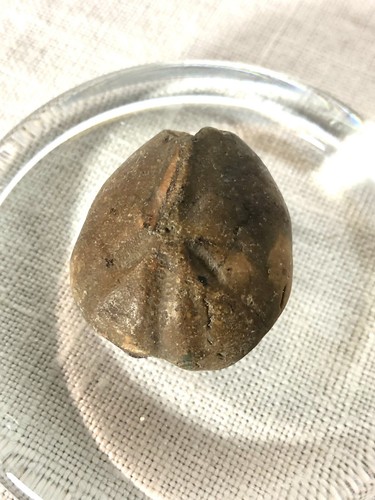 Fossile oursin coquillage - fossile,