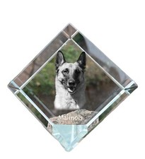 Malinois Belge Chien de Berger