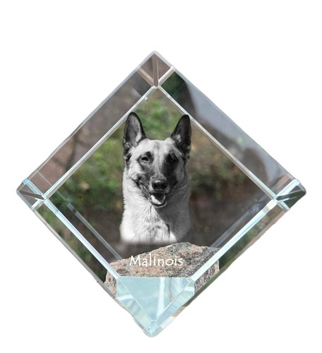 Malinois belge chien berger - belge, de