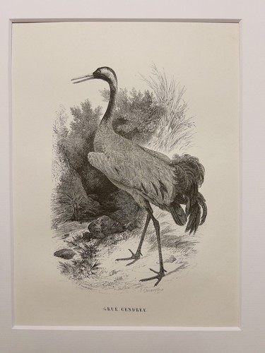 Ancienne gravure sur acier - ancienne,
