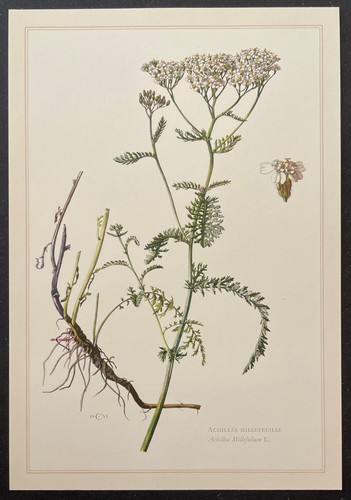 Botanique achillée - botanique,
