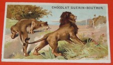 CHROMO 1895-1905 CHOCOLAT