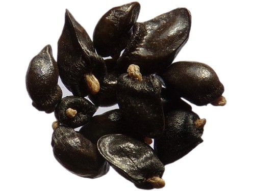 Consoude symphytum - nt,