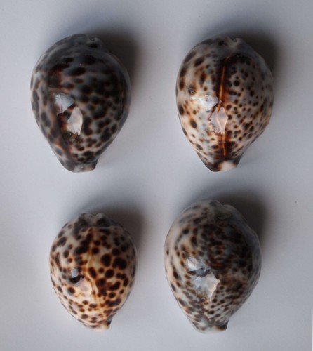 Cypraea tigris lot - tigris,