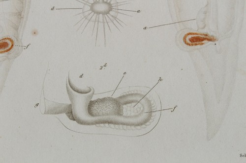 Molluscs engraving animal - engraving,