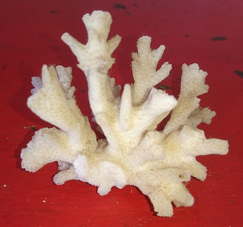 Ancien mineraux beau corail - ancien,