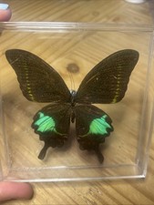 papillon naturalisé