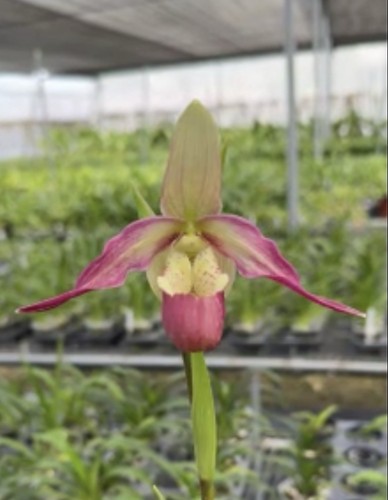 Phragmipedium ainsworthii pink - phragmipedium,