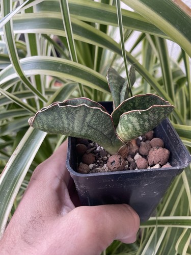 Sansevieria sinus simiorum