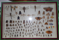 Cabinet de curiosité entomologie insecte naturalisé 2 cadre vitrine