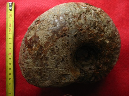 Ammonite oxfordien - de,