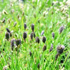 Seslérie de Sadler 1L - Aussi