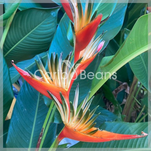 Plant balisier tropic - rn,