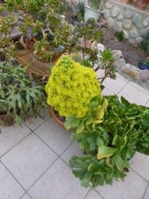   reprise facile lot = boutures aéoniums  +suppléments.,verveine jardin 