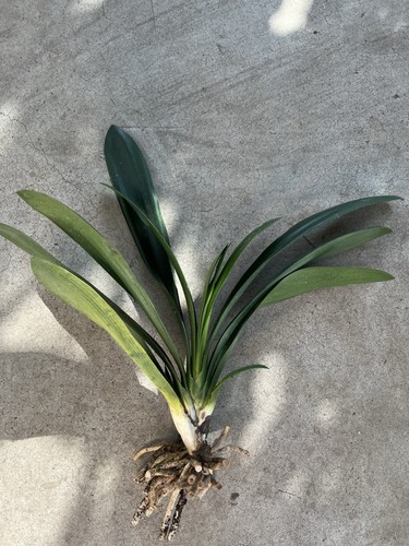 Clivia miniata bush - bush, 12