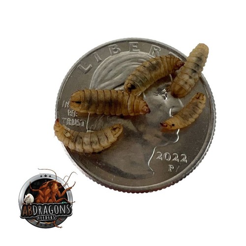 Black soldier flies - soldier, bsf-