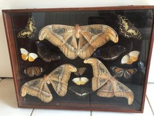 ❤️ Collection entomologie Lépidoptères 14 Papillons Cadre bois Butterfly