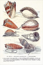 CONCHYLIOLOGIE- VOLUTE, OVULE, CÔNE, PORCELAINE, SCALAIRE, MITRE - Gravure 19e