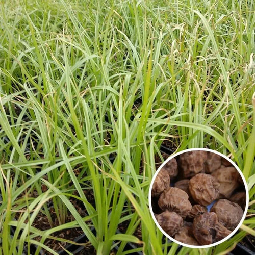 Cyperus esculentus amande de - -,