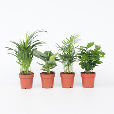 Plantes d'intérieur tendance