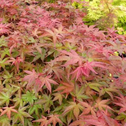 Acer palmatum beni maiko - acer,
