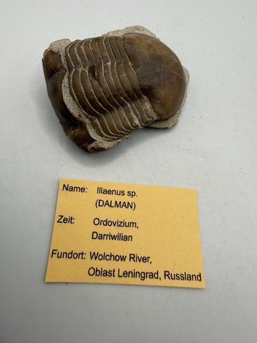 Trilobite russie fossile - trilobite,