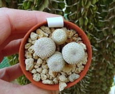 4PCS 1CM EPITHELANTHA MICROMERIS   cactus copiapoa ariocarpus kakteen plant