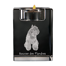 Chien flandre bouvier - chien,
