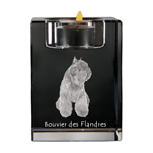 Chien flandre bouvier des - flandre,,
