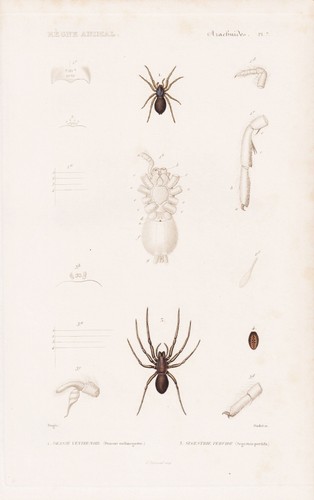 Drassus segestria araignées - drassus,