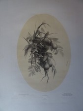 GRANDE Litho PLANCHE BOTANIQUE