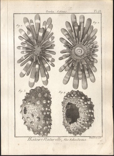 1791 gravure originale oursins - 1791,