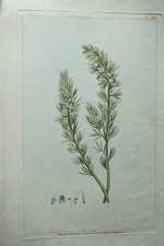 GRANDE GRAVURE  COULEUR XVIII° PLANCHE BOTANIQUE FLEUR AFRIQUE FLORE HERBIER