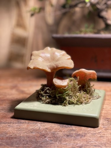 Vintage somso chanterelle - vintage,