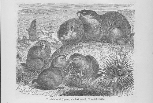 Chien prairie queue - chien, de