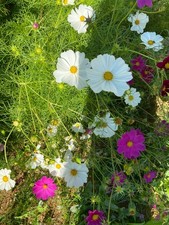 Sachet XXL de 100 graines de Cosmos – Fleurs annuelles élégantes