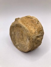 Fossile Plesiosaure Vertébra