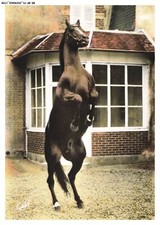 BE-BFP1-0865-61 - HARAS DU PIN - LE CHEVAL acrobate - trotteur français