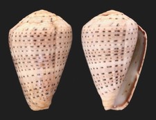 CONUS TAENIATUS.  40,1 MM. F++.  MER ROUGE.