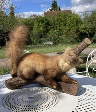 Taxidermie, Fouine sur branche