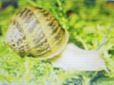 60 Coquilles d'Escargots naturelles à remplir  (helix aspersa)