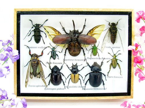 Insectes exotiques réel - 3d,