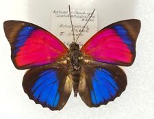 Agrias claudina sardanapalus