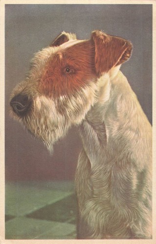 Illustree portrait chien - cp,