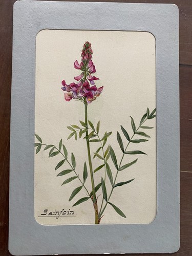 Aquarelle originale botanique