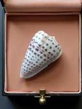 Coquillage ancien petit