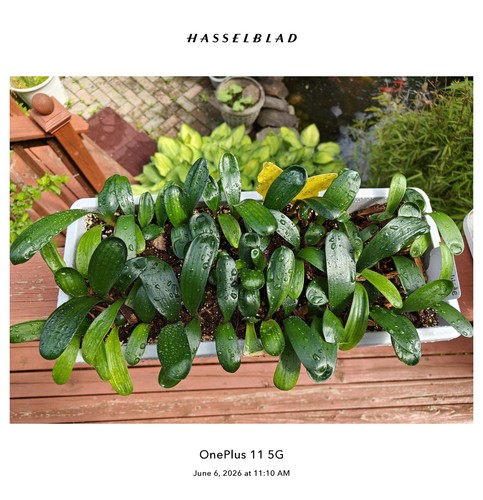 Clivia seedlings 3 leaves - 3, (3