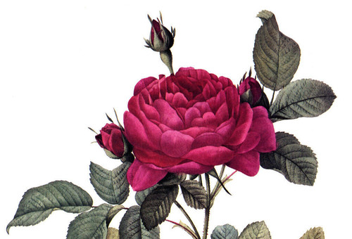 1990 Vintage Print Rose Flower