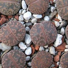 10 graines de forme LITHOPS