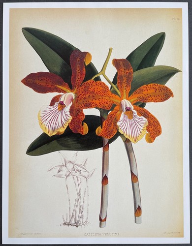 Botanique orchidées cattleya - botanique,